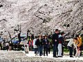 岩手北上・展勝地の桜並木