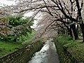 2010年　千本桜