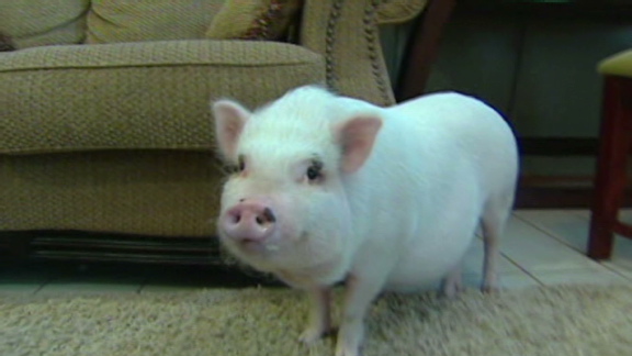 Family fights HOA to keep pet pig