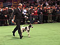 What Is the Westminster Dog Show?