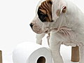 Howdini - How To House Train Your Puppy