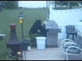 Black Bear Runs Wild,  Scares Neighbors