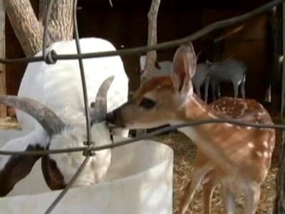 Fawn raised by goats