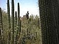 Desert Botanical Garden