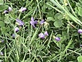 Violets 1 (2007)