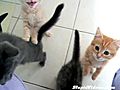 Hungry Kittens Want Food