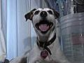 Dog Takes New York Art World By Storm