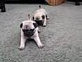 Pug Puppies 4 Weeks Old