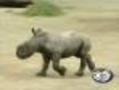 RAW: Baby Rhino Frolics At Dublin Zoo