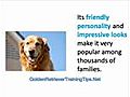 Golden Retriever Training - How to Groom Your Golden Retriever