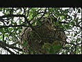 Nid de frelons dans un chêne en charente maritime