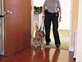 Dying Man’s Final Wish to be Reunited With Dog.mp4