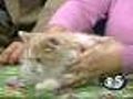 Pet Saver: Meet Alex the cat in today’s petsaver