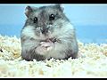 Hamster、ハムスター 灰灰妳超cute的 皿 B - Exyi - Ex Videos