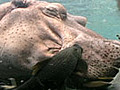 Hippo Spa