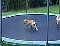 Foxes jumping on trampoline