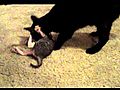 Mommy cat trying to hide her kittens....so cute!