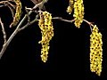 Time-lapse Of Growing Aments On Tree Isolated Black 4 Stock Footage