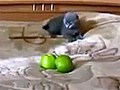 Dramatisch: Katze kämpft gegen grüne Äpfel