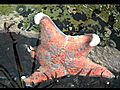 Leather Star (Dermasterias imbricata) Stretching