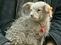 Is it a dog or a sheep?