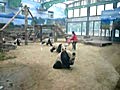 北京動物園熊貓出籠吃飯囉