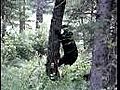 Mother Bear Fells Dead Tree to Forage for Insects