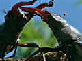 Stag beetle battle