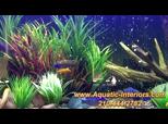 San Antonio Freshwater Aquarium Plants & Landscaping