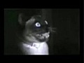 Funny Home Videos : the cats - episode 4