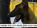 2009 애완동물 용품전 대구에서 열려!
