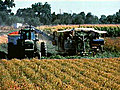 UC Davis Sustainable Agricultural Farming Systems Project (SAFS)