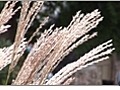 Ornamental Grasses