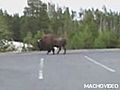 Woman Trampled By Buffalo