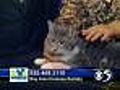 'Bishop' - Adult, Male Cat - #A03369037
