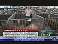 Pork Prices Gone Hog Wild