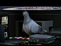 Pigeon Impossible - Short Film