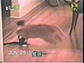 un chat karatéka