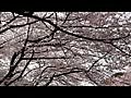 上野恩賜公園桜吹雪