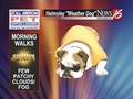 Helmsley the weather dog: Outside walking forecast