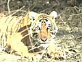 Minister on holiday saves tigress with 3 cubs