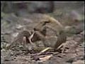 TARANTULA vs EsCoRPION