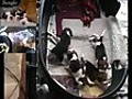 Beagle puppies use each other as chew-toys