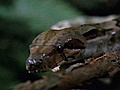National Geographic Animals - Mouse Vs. Boa