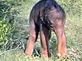 Elephant calf’s new home in India