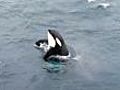 North Sea killer whales