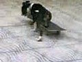 bullterrier skater