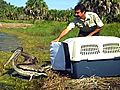 Raw video: First birds found in oil spill freed