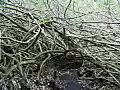 Royalty Free Stock Video SD Footage Tree Roots Span a Walkway at The Black Sand Beach Near Hana in Maui,  Hawaii