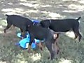 Doberman Puppies for Sale Attacking the Snake,  Born 03/01/09, We Can Ship a Doberman Puppy